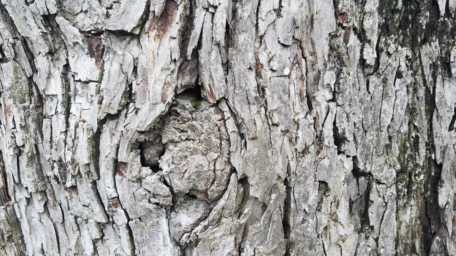 Natura Siberica Planeta Organica Organic Shop Ingredients Oak Bark