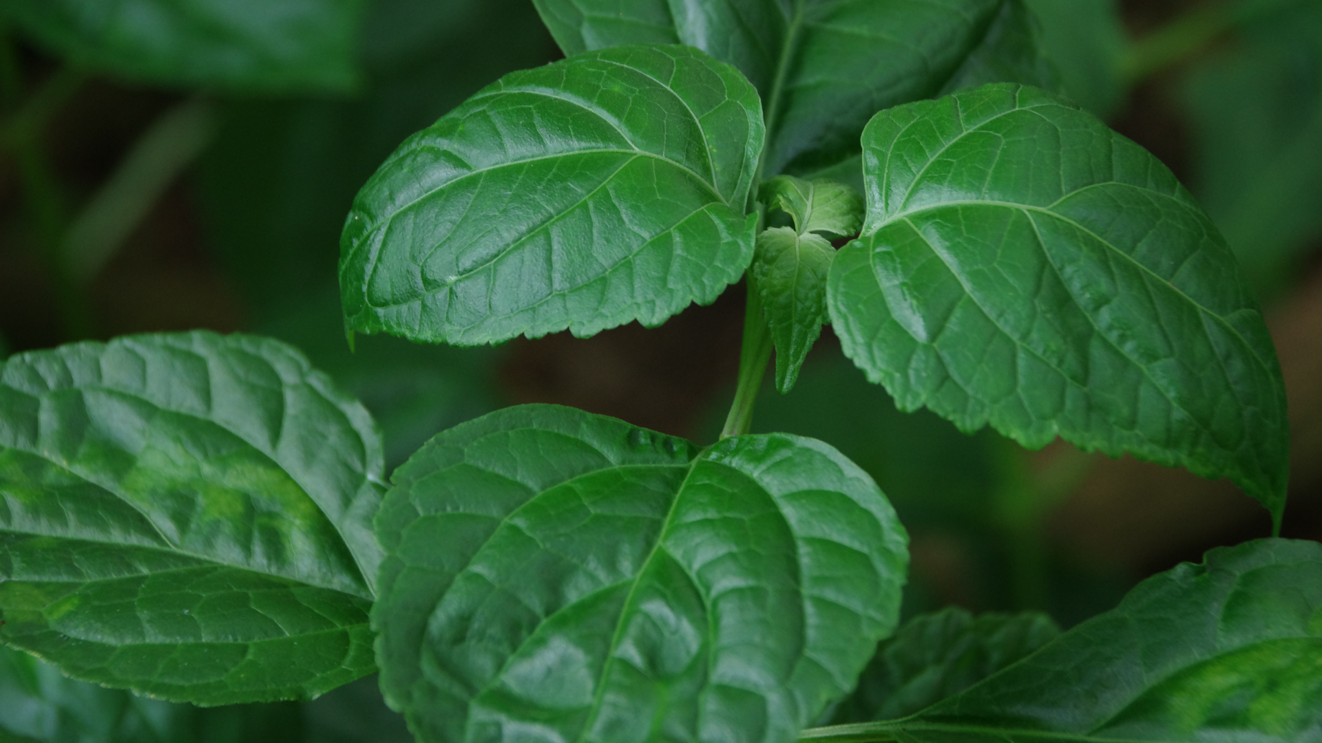 Patchouli Natura Siberica Planeta Organica Organic Shop