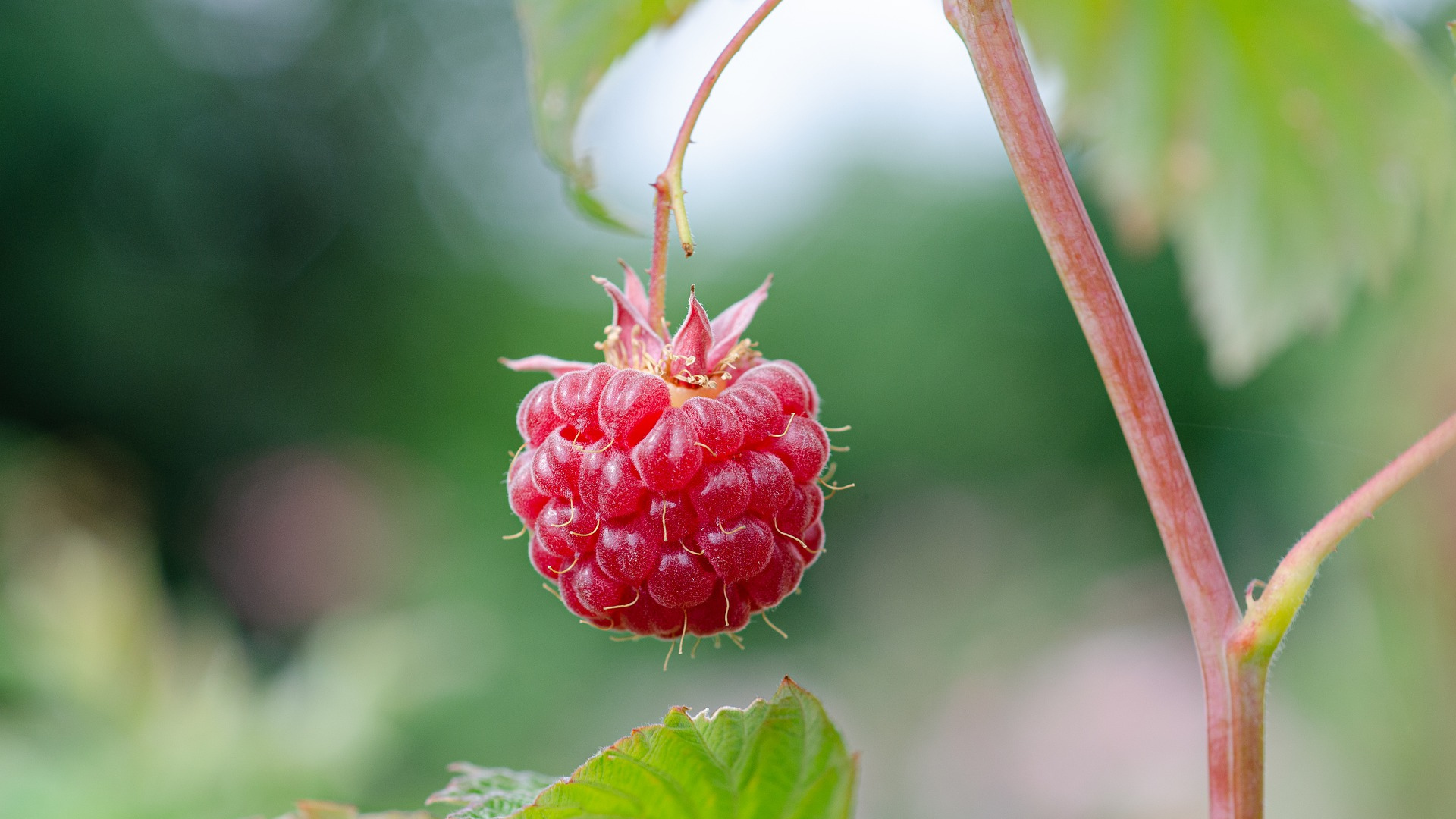 Natura Siberica Planeta Organica Organic Shop Ingredients Arctic Raspberry 