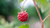Natura Siberica Planeta Organica Organic Shop Ingredients Arctic Raspberry 
