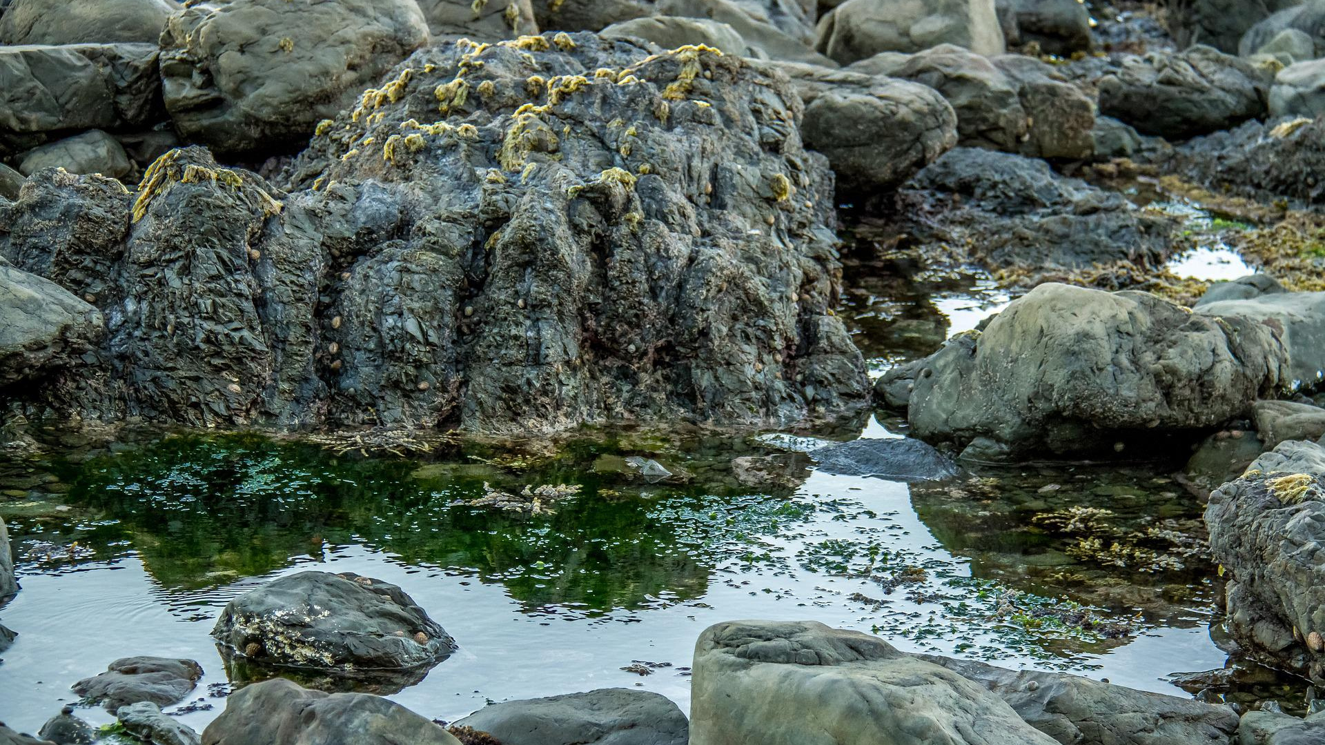 Natura Siberica Planeta Organica Organic Shop Ingredients Rockweed
