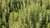 Natura Siberica Planeta Organica Organic Shop Ingredients Rosemary