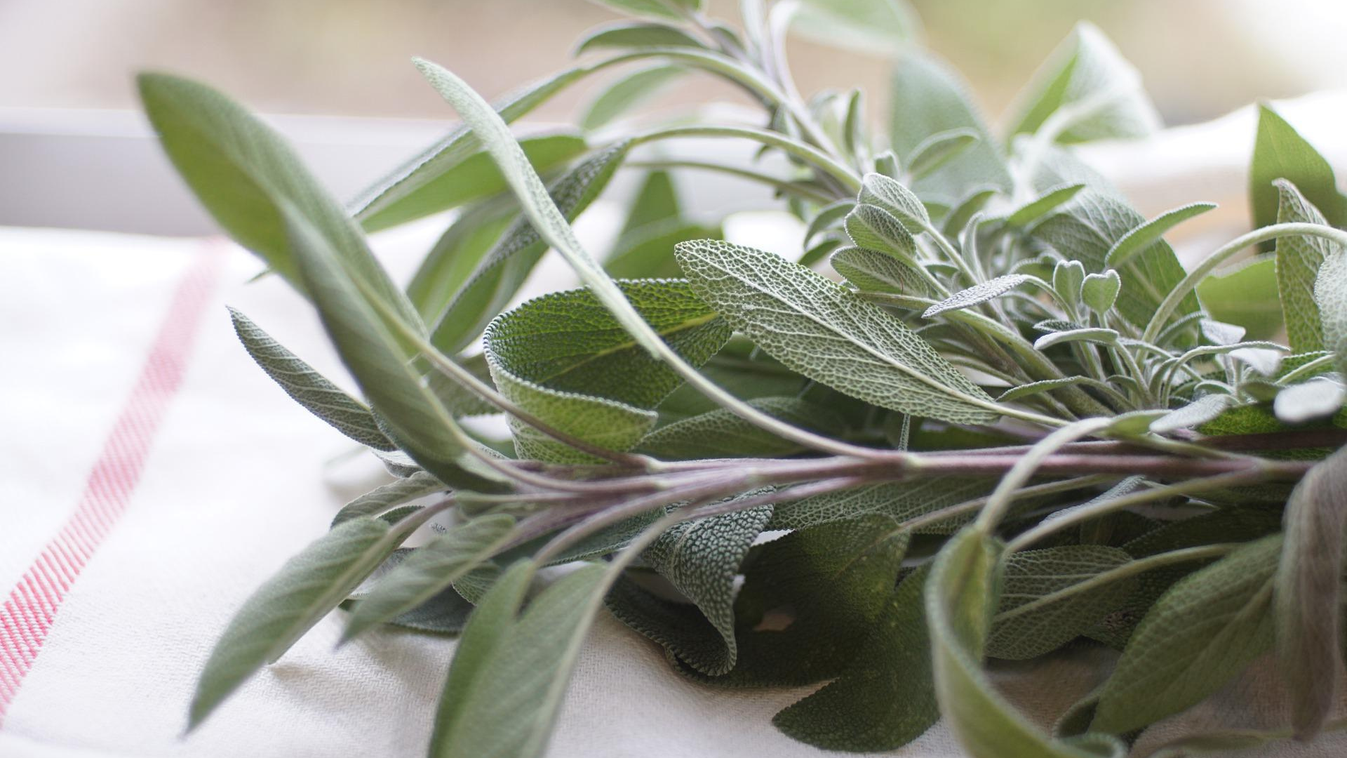 Natura Siberica Planeta Organica Organic Shop Ingredients Sage