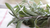 Natura Siberica Planeta Organica Organic Shop Ingredients Sage