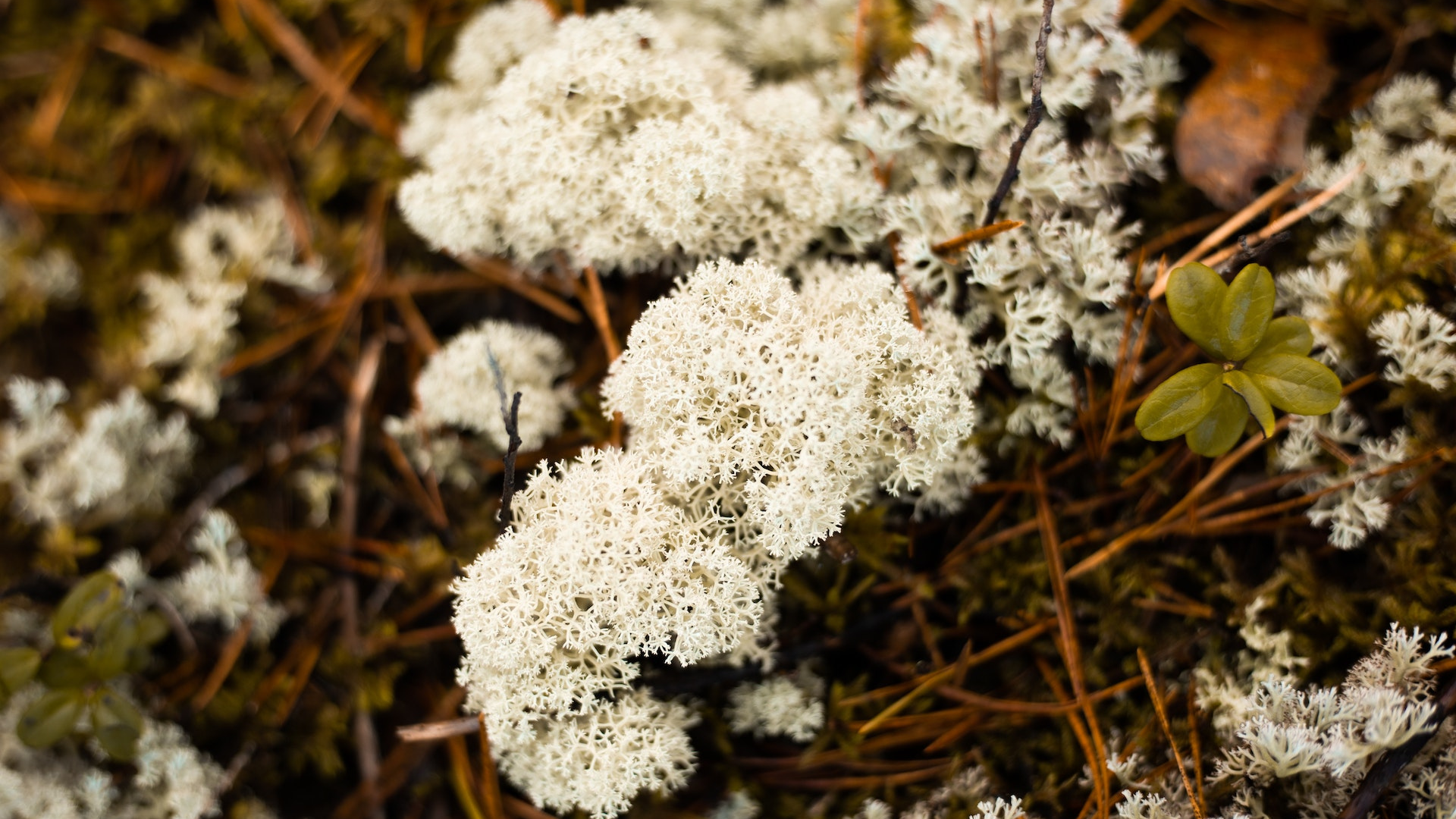 Natura Siberica Planeta Organica Organic Shop Ingredients Snow Cladonia