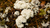 Natura Siberica Planeta Organica Organic Shop Ingredients Snow Cladonia