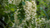 Natura Siberica Planeta Organica Organic Shop Ingredients Sophora Japonica