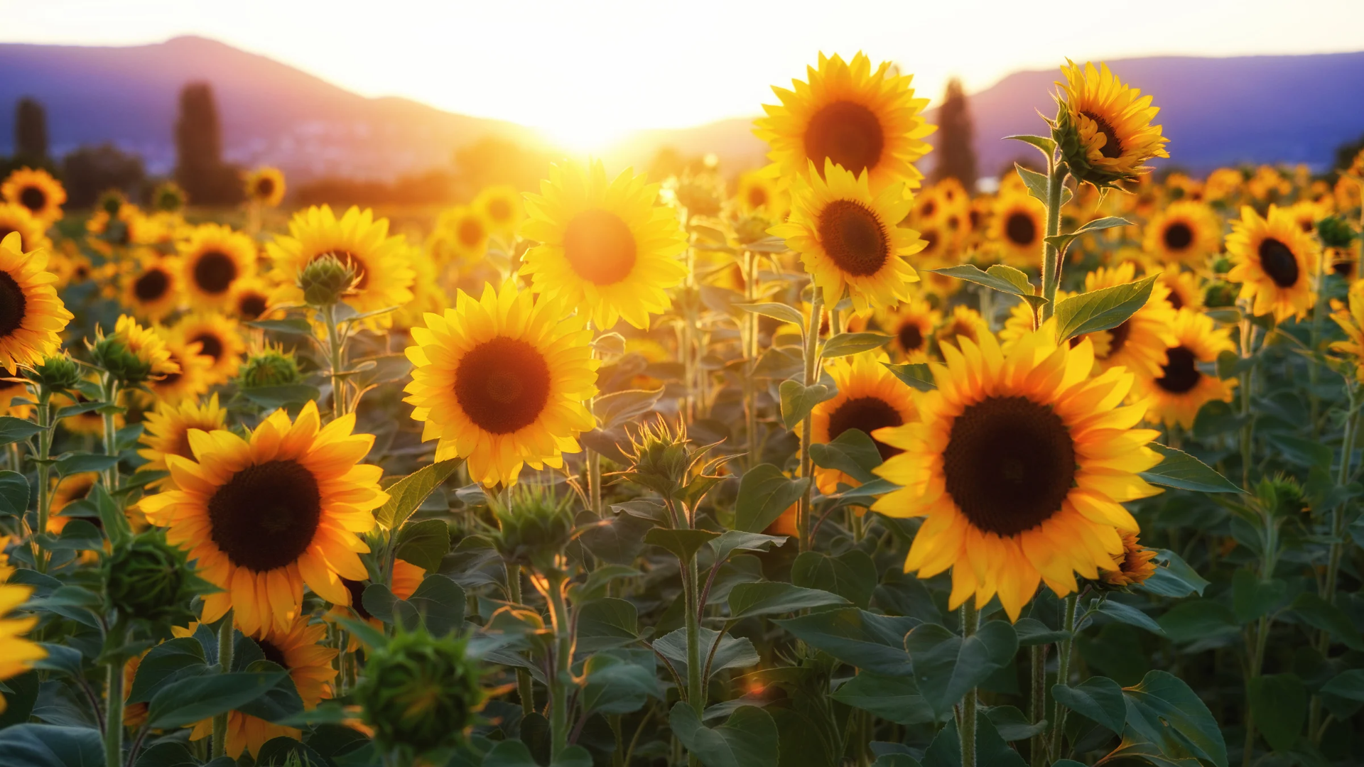 Sunflower Natura Siberica Planeta Organica Organic Shop