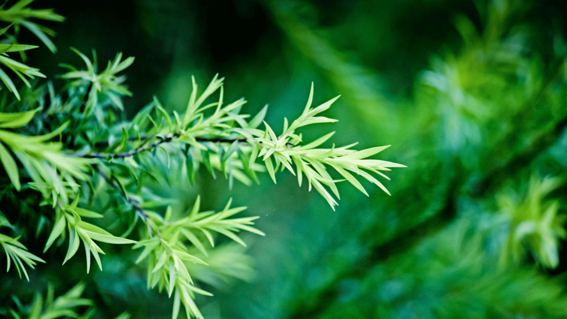 Tea Tree Natura Siberica Planeta Organica Organic Shop