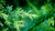 Tea Tree Natura Siberica Planeta Organica Organic Shop
