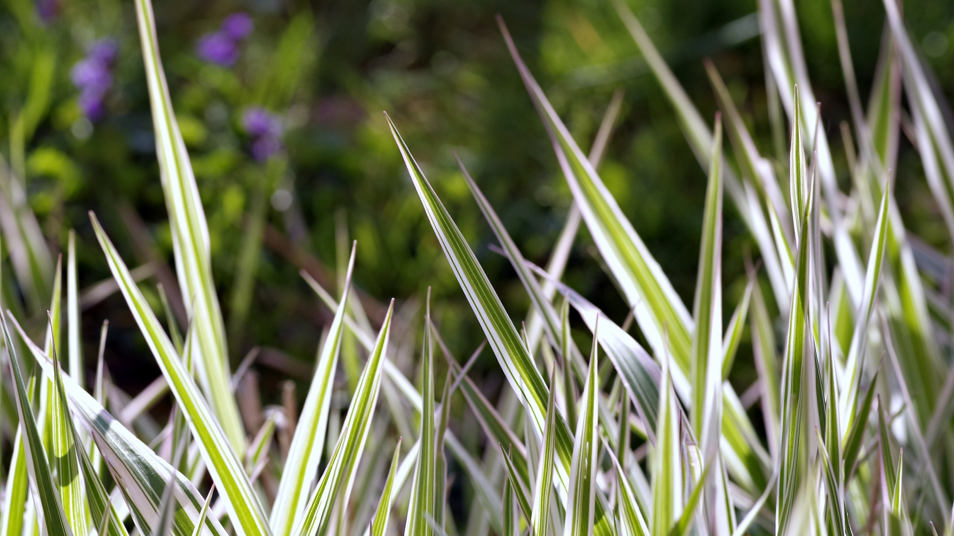 Natura Siberica Ingredients Tiger Grass