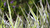 Natura Siberica Ingredients Tiger Grass