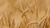 Natura Siberica Planeta Organica Organic Shop Ingredients Vitamin B5