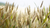 Natura Siberica Wheat Germ Oil Planeta Organica Organic Shop