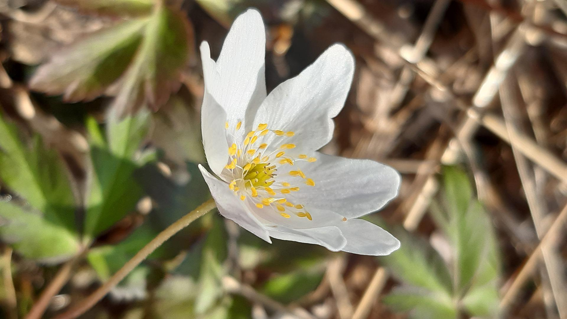 Natura Siberica Planeta Organica Organic Shop Ingredients Windmill Altai
